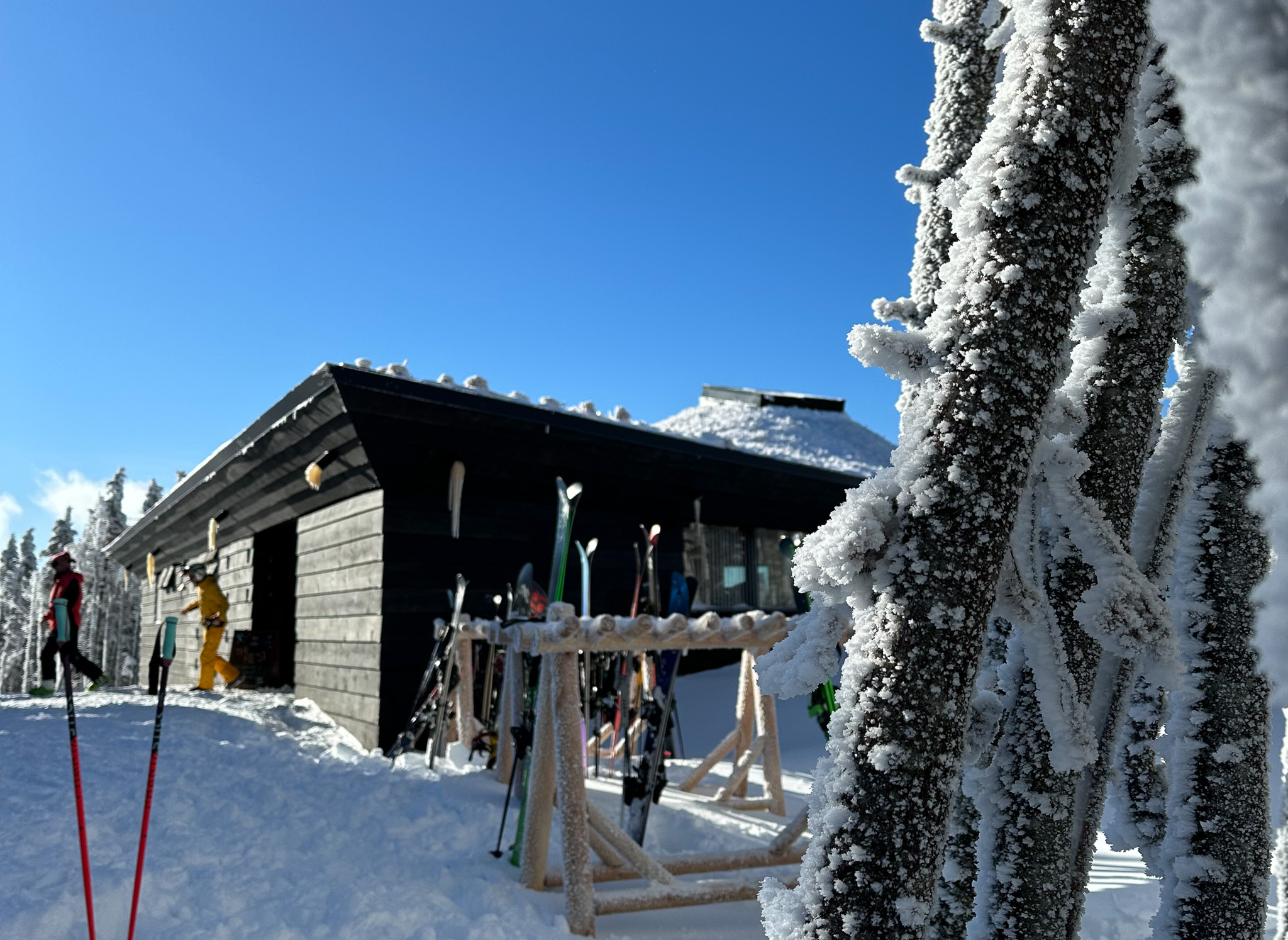 The Nest bluebird day